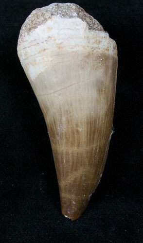 Mosasaur (Prognathodon) Tooth #13203